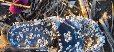 „Film den Müll raus” - offizieller Start des europaweiten MARLISCO Videowettbewerbes!