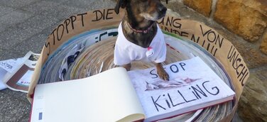 Großer Erfolg für die Aktion „Kinder für Straßenhunde“.