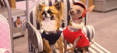 Da flippt Frauchen aus! Schloßbetten und Kratzwappen, cooler Lifestyle für tierische Prinzen & Prinzessinnen!