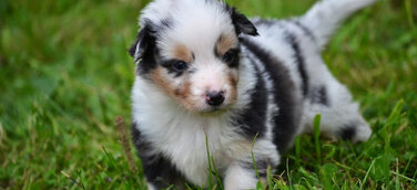 Die Urlaubszeit startet – Denken Sie frühzeitig an Betreuungsmöglichkeiten für Ihre Haustiere.