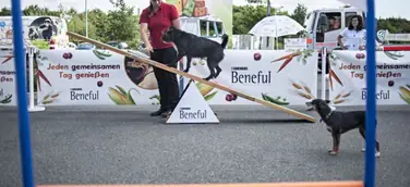 Reisen mit dem Hund - Die wichtigsten Tipps für die Fahrt in den Urlaub