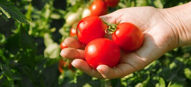 Saisonkalender für Obst und Gemüse: Tomaten jetzt im Juli und August frisch auf den Tisch