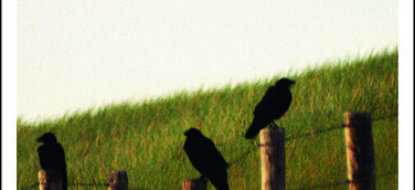 "Totentanz im Münsterland", der neue, spannende Roman von Krimi-Autorin Sabine Schulze Gronover