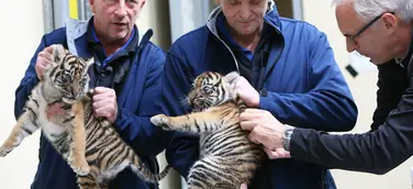 Zweifacher Tigernachwuchs im Königlichen Burgers' Zoo: Zwillinge haben erste medizinische Kontrolle bekommen