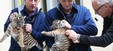 Zweifacher Tigernachwuchs im Königlichen Burgers' Zoo: Zwillinge haben erste medizinische Kontrolle bekommen