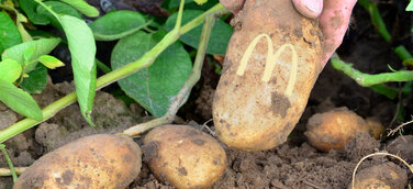 Mit McDonald’s Ehmann dem Geheimnis perfekter Pommes auf der Spur