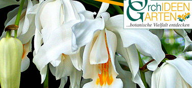 8. Kurpfälzische Orchideenschau in Mannheim präsentiert die Schneekönigin aus dem Orchideengarten