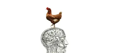 Buchvorstellung Clara, das Huhn mit der Gitarre oder die geheime Macht des Unbewussten