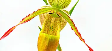 Internationale Orchideenwelt in Dresden mit Legenden aus dem Orchideengarten