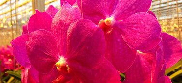 Mit Orchideen den Frühling einläuten in der Biosphäre Potsdam