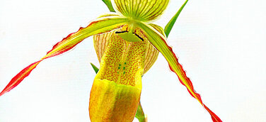 Orchideenkönigin hält Hof auf der Internationalen Orchideenwelt 2015 in Dresden