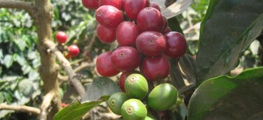 Privatrösterei Pascucci: neue Auszeichnungen und Maschinen