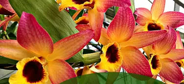 17. Europäische Orchideen Show & Konferenz vom 9. - 12. April 2015 in London mit Adel aus Niedersachsen