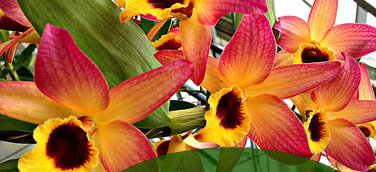 17. Europäische Orchideen Show & Konferenz vom 9. - 12. April 2015 in London mit Adel aus Niedersachsen