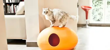 Stillvolles Wohnen mit Katzen-Designmöbeln