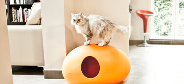 Stillvolles Wohnen mit Katzen-Designmöbeln