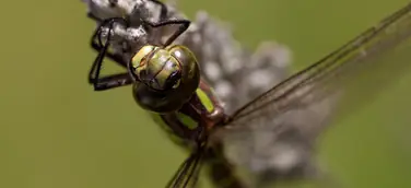 Fotowettbewerb WILD PICTURES: Sieger erwarten tolle Preise