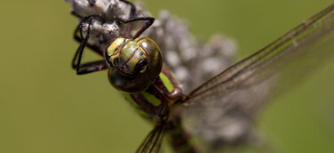 Fotowettbewerb WILD PICTURES: Sieger erwarten tolle Preise