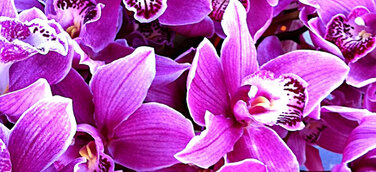 Königin der Blumen hält Hof in 900jähriger Kirche in Brandenburg
