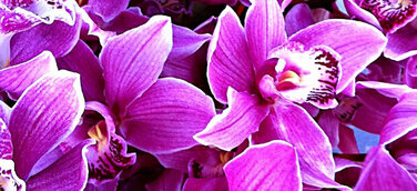 Landesgartenschau in Oelsnitz mit der Hallenschau - Gärtnerische Kostbarkeiten