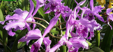 Mezzocorona Expro - Orchids&Wine - Orchideengarten Karge