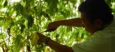 Kyocera pflanzt „Green Curtains“ zur Reduzierung von CO2 und Energieverbrauch