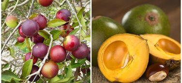 Neue Superfoods: Camu-Camu und Lucuma
