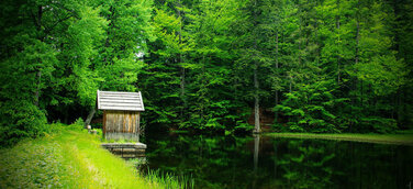 App führt zu mystischen Kraftplätzen in wild-romantischen Wäldern