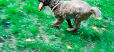 Beißunfälle mit Kindern vermeiden: Hundeschule erweitert Angebot