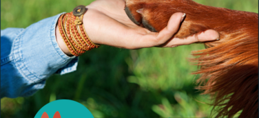 Mit PetCloob kostenlose, liebevolle Tierbetreuung finden