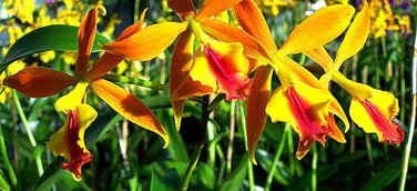 Symposium der Deutschen Orchideengesellschaft im Orchideengarten Karge