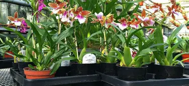 Tag der Deutschen Einheit mit Orchideen auf dem Grenzzaun