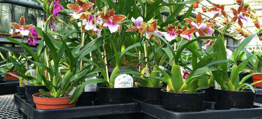 Tag der Deutschen Einheit mit Orchideen auf dem Grenzzaun