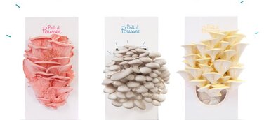 Es sprießt unterm Tannenbaum: Prêt à Pousser liefert pünktlich zum Fest farbige Bio-Pilze zum Selbstziehen