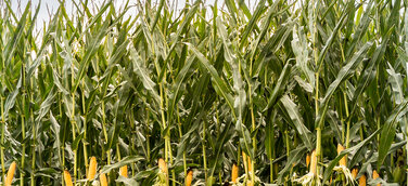 ES Metronom besetzt als mittelfrühe Dreifachnutzungssorte das Kernsegment im deutschen Maisanbau