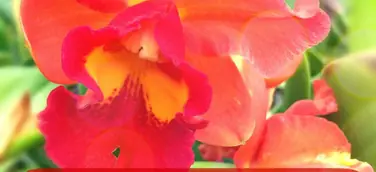 Faszination Orchideen im Botanischen Garten Potsdam mit aussergewöhnlicher Lycaste aus dem Orchideengarten Karge