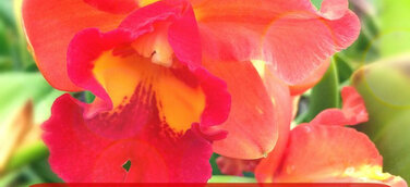 Faszination Orchideen im Botanischen Garten Potsdam mit aussergewöhnlicher Lycaste aus dem Orchideengarten Karge