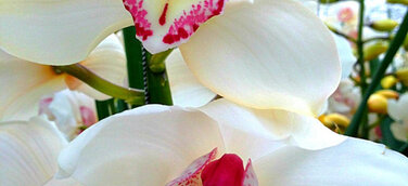 Orchideenschau in Bern vom 18. - 21. Februar 2016 mit Orchideen, die schon Konfuzius kannte