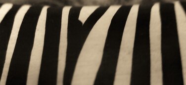 Pulzing Initiative in Berlin gegründet