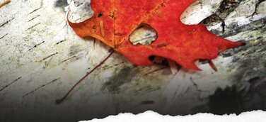 „Ein Leben lang sterben“ von Luis Steiner bei MARTIN BÜHLER Publishing erschienen