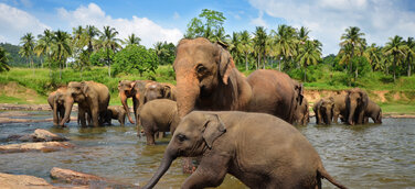 Traumstrände, Dschungel und acht Welterbestätten – Sri Lanka hat Reisenden viel zu bieten – Rundreise zu den Höhepunkten der Insel