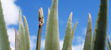 Wellness in reinster Form - Auf Gran Canaria relaxt man mit Aloe Vera