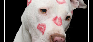Futter statt Rosen - Wildsterne spendet an Münchner Tiertafel