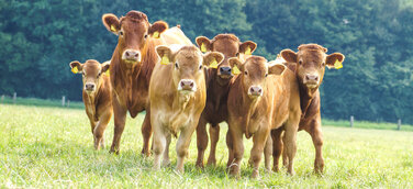 Tierschutz in der Massentierhaltung