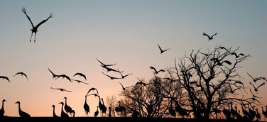 Kraniche über Schloss Hohendorf: