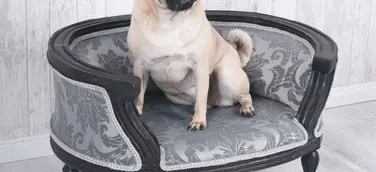 Nur das Beste für den Hund - Gesunde und luxuriöse Hundebetten voll im Trend