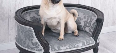 Nur das Beste für den Hund - Gesunde und luxuriöse Hundebetten voll im Trend