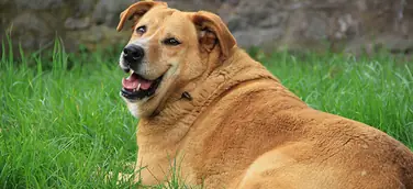 Übergewicht beim Hund I Was tun?
