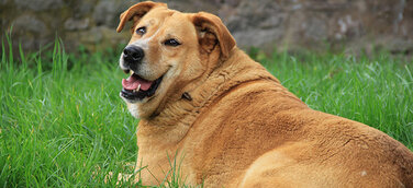 Übergewicht beim Hund I Was tun?