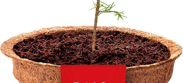 Als erster deutscher Getränkehersteller verschenkt Thüringer Waldquell Weihnachtsbäume für die Zukunft